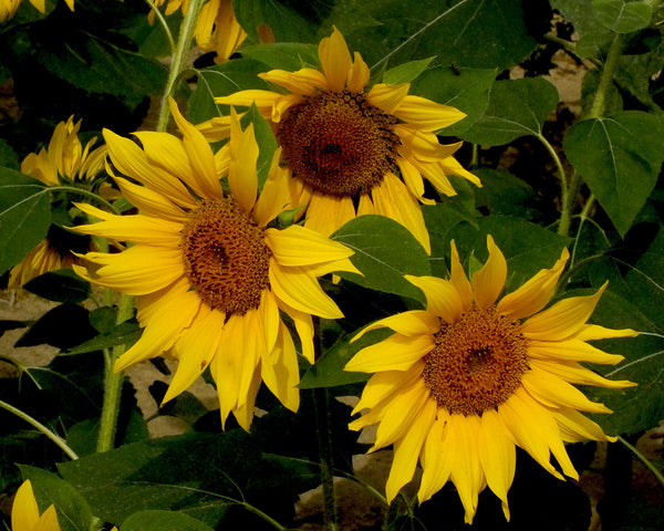 A trio of sunflowers