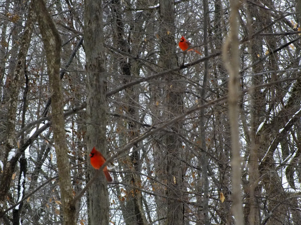 two cardinals sitting up on the branches amongst many trees taking a break from a cold winters day