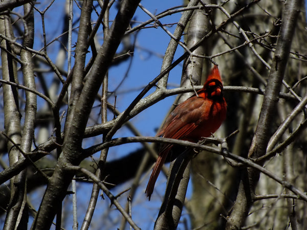 red cardinal sitting in a tree with many branches showing and a blue sky behind him