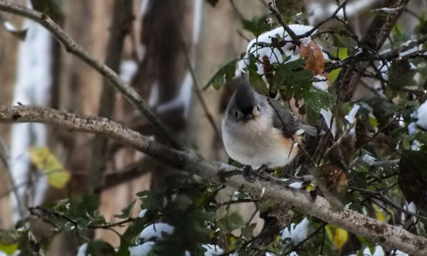 Bird Note Cards