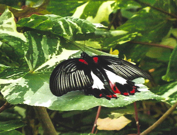 Butterfly Note Cards