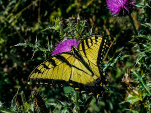 Butterfly Note Cards