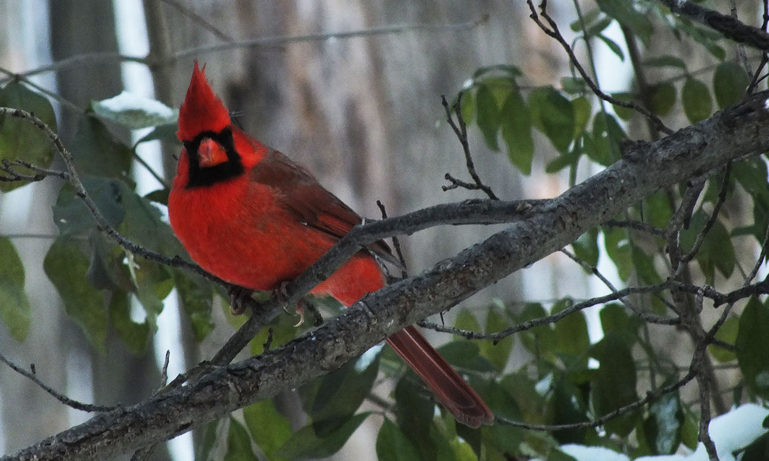 Cardinal Note Cards