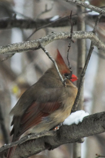 Cardinal Note Cards