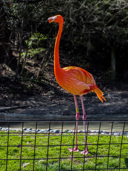 Flamingo Note Cards