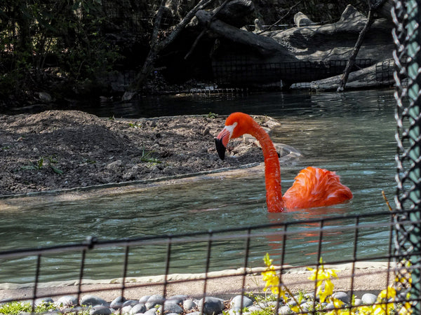 Flamingo Note Cards