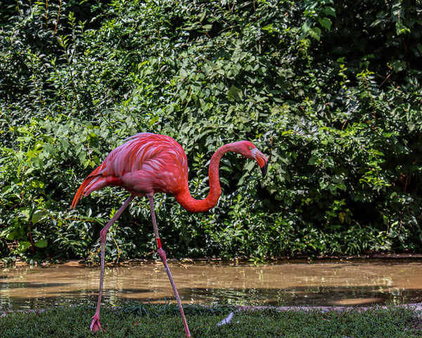 Flamingo Note Cards