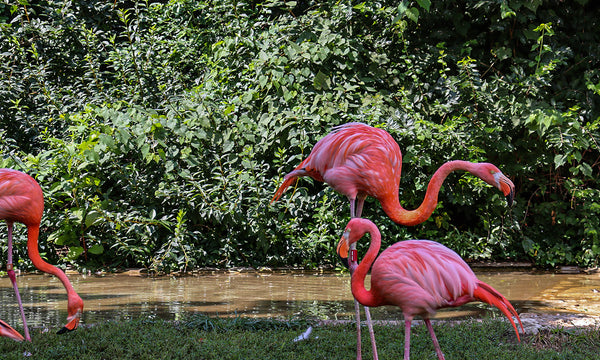 Flamingo Note Cards