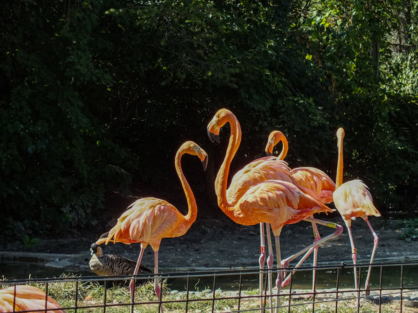 Flamingo Note Cards