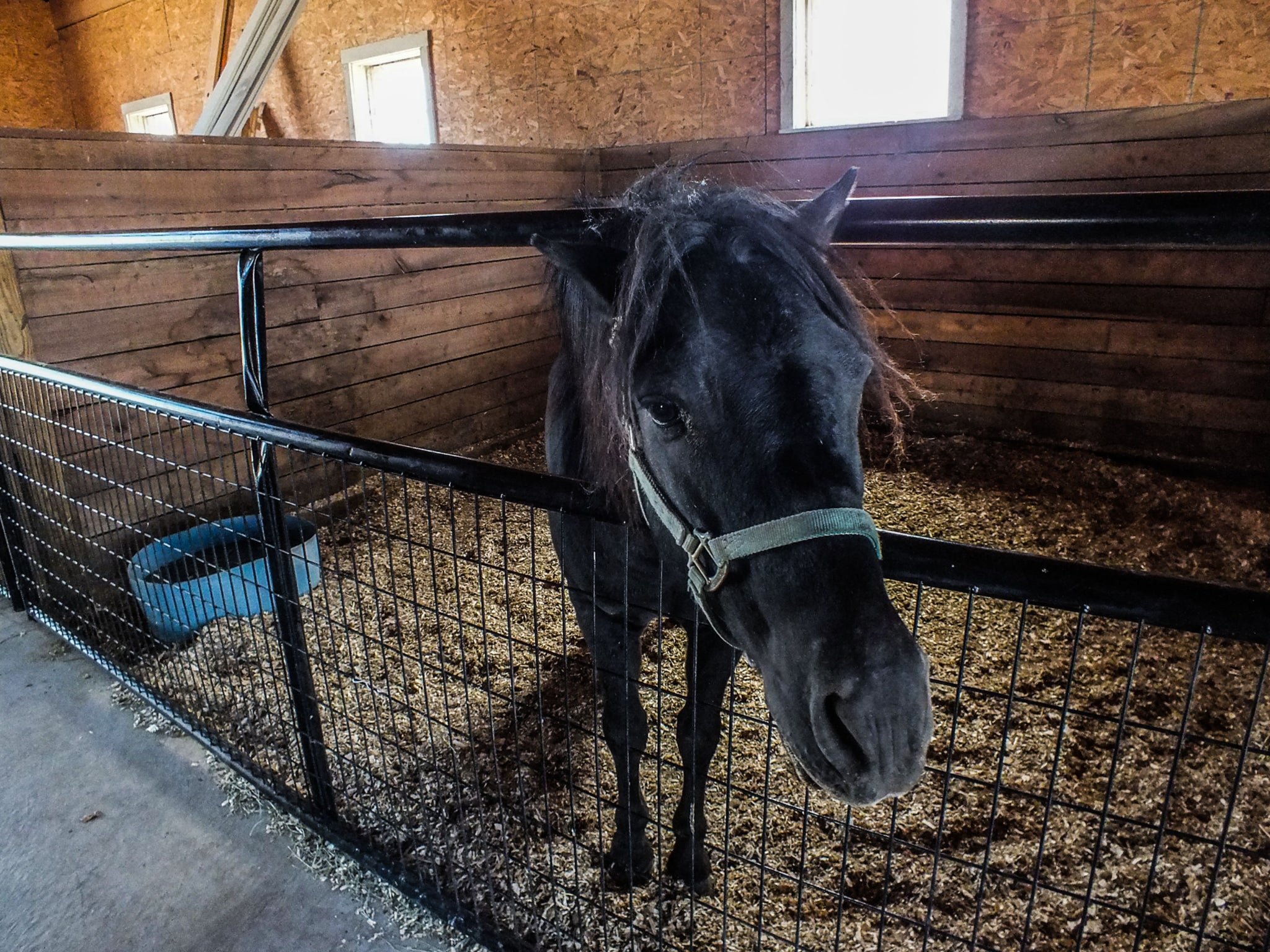 Horse Note Cards