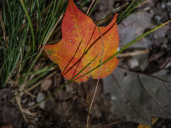 Fall Note Cards