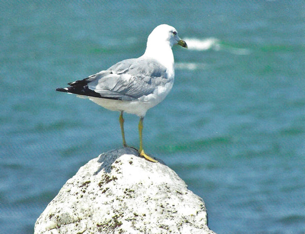 Seaside Note Cards