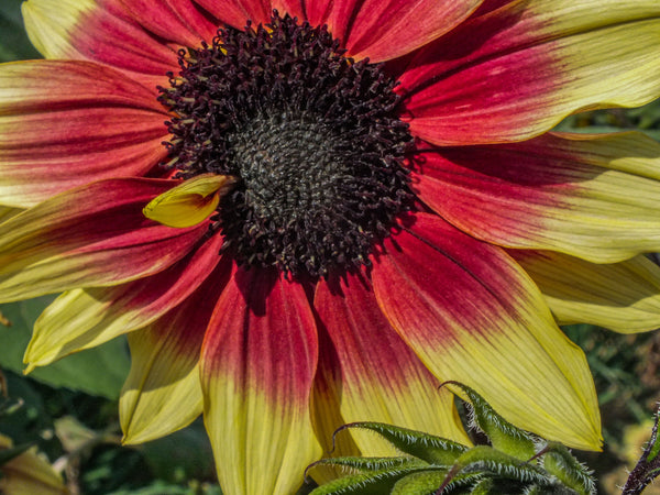 Sunflower Note Cards