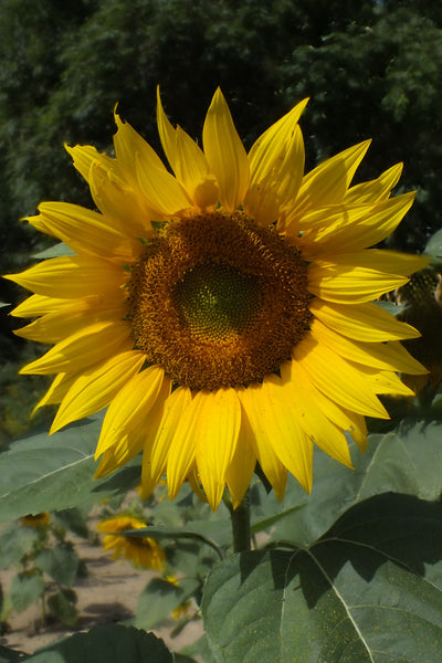 Singular Sunflower in field