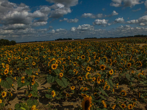 Sunflower Note Cards