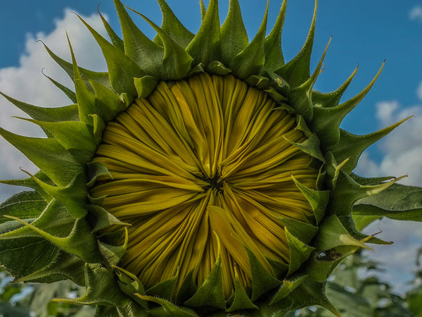 Sunflower Note Cards