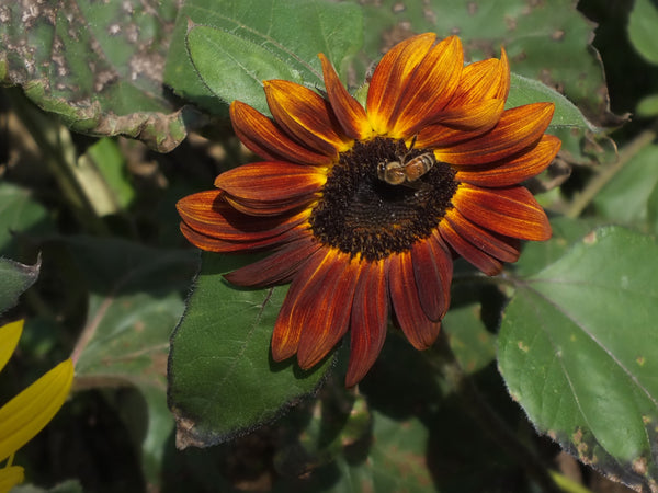 Sunflower Note Cards