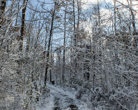 Winter Note Cards